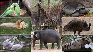 NEHRU ZOO HYDERABAD  HD Video  FULL Coverage  nehru zoological park [upl. by Uthrop]