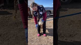 Skill 38 administering medication to a ruminant using a balling gun [upl. by Yadnus]