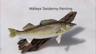 Walleye Taxidermy Painting [upl. by Eirlav]