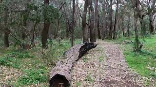 Yanchep National Park Australia [upl. by Gerstner]