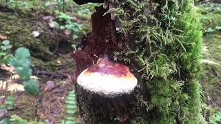 Paul With The RedBelted Polypore [upl. by Miguelita]