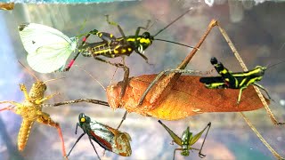 Im not lying❗look I caught a red katydid and a variety of beautifully colored grasshoppers [upl. by Alleciram]