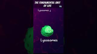 THE FUNDAMENTAL UNIT OF LIFE in 1 Shot  FULL Chapter Animation  ICSE  CBSE  NCERT Science [upl. by Catharina]