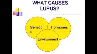 What Causes Lupus Symptoms And Lupus Antibodies [upl. by Manda]