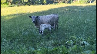 Farming Blues Our First British White Calf and Rain Pummeling [upl. by Kacie980]