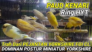 PAUD KENARIRING HYT Malang Postur Besar Trah Dari Yorkshire FOI CL kenari kenarigacor [upl. by Lleral]