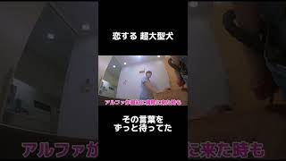 恋する超大型犬がずっと待ってた言葉 shrots [upl. by Akirahs]