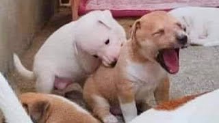 Videos De Risa De Animales 2023  10 Momentos Más Divertidos Perros del Año 😂 [upl. by Annalee]