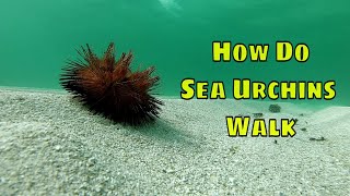 How Do Sea Urchins Walk [upl. by Riedel]