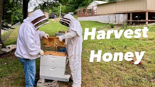 Extract Honey From Honeybees [upl. by Hsemar]