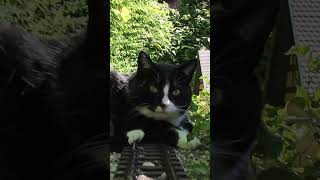 Zug stört beim Nickerchen  gartenbahn katze lgb [upl. by Nive]