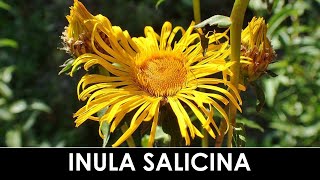 VErba Volant  Inula salicina o Pentanema salicinum [upl. by Irene11]