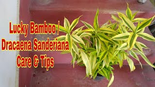 Lucky Bamboo Plant Dracaena Sanderiana  Care amp Tips by Garden Gyan [upl. by Rehtse]