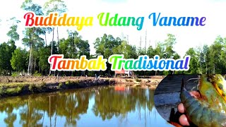 Budidaya udang vaname Tambak Tradisional hasilnya sangat menggiurkan [upl. by Cerracchio]