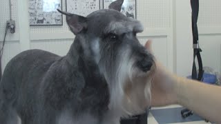 How to Groom a Schnauzer  DoItYourself Dog Grooming [upl. by Anetta]