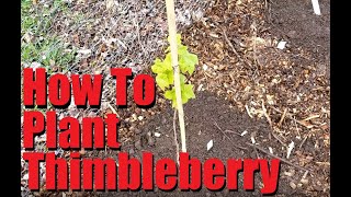 Planting Thimbleberries [upl. by Hapte]