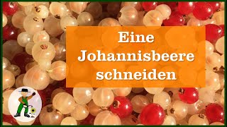 Eine Johannisbeere schneiden [upl. by Ynalem]