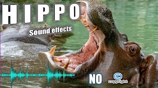 Farting hippo sound effect hippo sounds and hippo sound effect without copyright [upl. by Eelyma]