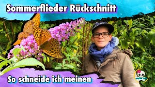 Sommerflieder schneiden Rückschnitt  Flieder schneiden  zurückschneiden  Sommerflieder schneiden [upl. by Uticas638]