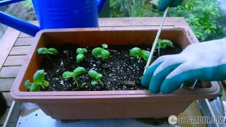 Secrets to Planting Basil at Home Complete Guide [upl. by Inverson]