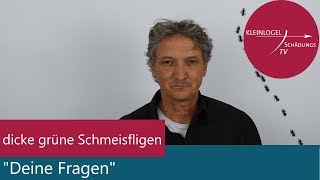 Dicke grüne Schmeißfliegen quotDeine Fragenquot [upl. by Ggerk]