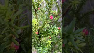 CHECK OUT THIS TAXUS WALLICHIANA  youtubeshorts youtube ytshorts [upl. by Almap]