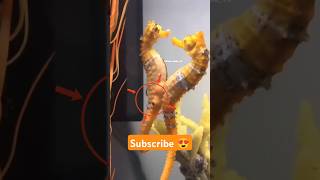 Sea Horse Eggs 🤩 shorts factsinhindi facts factshorts seahorse seahorses sea birth [upl. by Itida]