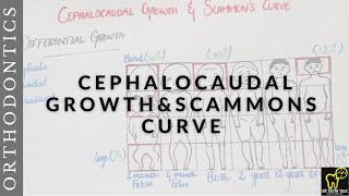 Cephalocaudal gradient of growth and Scammons curveDifferential Growth bds orthodontics neetmds [upl. by Herzberg]