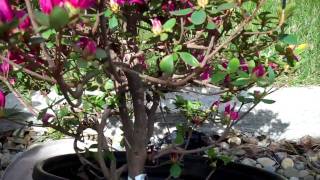 How to Create Azalea Bonsai from a Nursery plant Part 1 Plant selection and Pruningmp4 [upl. by Porta]