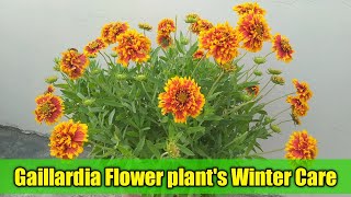 Gaillardia flower plants winter care  How to fertilize gaillardia  How to propagate gaillardia [upl. by Lienhard]