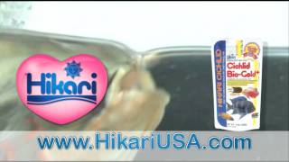 Hikari Cichlid BioGold Aquarium Fish Food Feeding [upl. by Retla375]