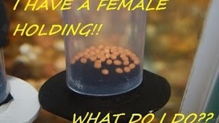 How to breed African Cichlids part 6 quotWhat to do when a female is holdingquot [upl. by Ferdinand]