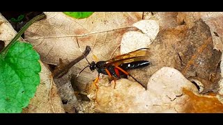 Diphyus Quadripunctorius  Female Spider Wasp  Parasitic fourspotted cave wasp [upl. by Tevlev]