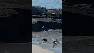 Surfing penguins at boulders beach wildlife penguins africa travel [upl. by Ledniahs]