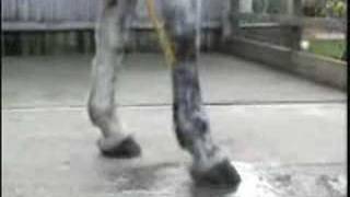 Cold Hosing a Flexor Tendon or Suspensory Ligament  HorseandRider UK [upl. by Iredale806]