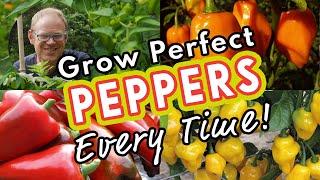 Grow Perfect Peppers Every Time 🌶 [upl. by Horne335]