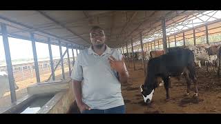 Short comparison of feedlots and Dairy Farming [upl. by Terrene]