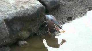 GREEN HERON CATCHING FISH0001wmv [upl. by Ronyam]