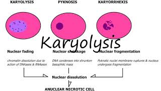 How to Pronounce Karyolysis [upl. by Enyaht]