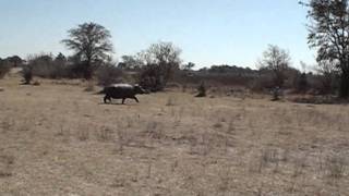 Hippo Attack in Okavango Delta [upl. by Etteyafal]