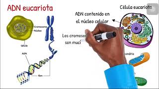 Desarrollo Biogenético — Cromosomas amp ADN [upl. by Annaeirb]