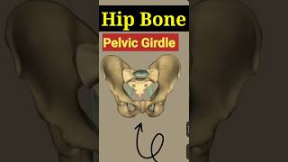 Pelvic Girdle 3d animation shortvideo shorts short neet [upl. by Krissie]