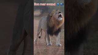 Loud Lion roar wild sound [upl. by Nitsu65]