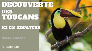 Les TOUCANS ici en Équateur sont très grand incroyable [upl. by Drandell]