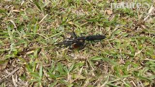 Tarantula hawk dragging paralyzed spider to its den Ecuador September [upl. by Lorolla39]