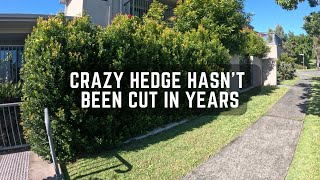 This hedge hasn’t been cut in YEARS gardening satisfyingvideo beforeandafter amsr [upl. by Thisbe]