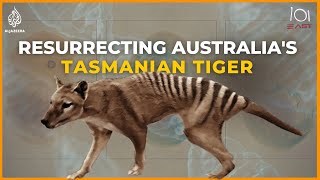 Back to life Inside the ambitious project to resurrect Australia’s Tasmanian tiger  101 East [upl. by Chery]