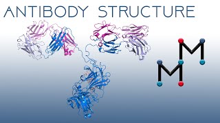 Antibody Structure The Immunoglobulin Fold and AntibodyAntigen Interactions [upl. by Nnaegroeg268]