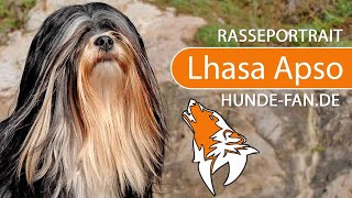 ► Lhasa Apso 2019 Rasse Aussehen amp Charakter [upl. by Annawat]