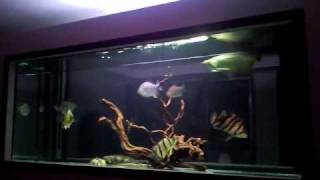 Datnoid  Bichir  Cichla  Arowana community tank [upl. by Aisat438]